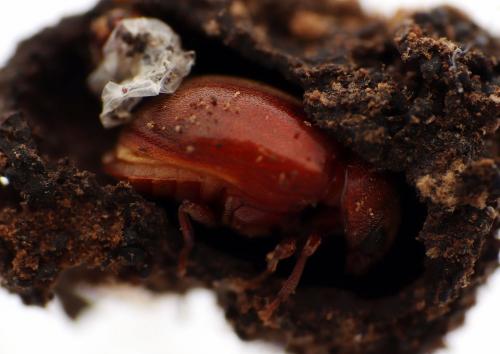 Dorcatoma punctulata
